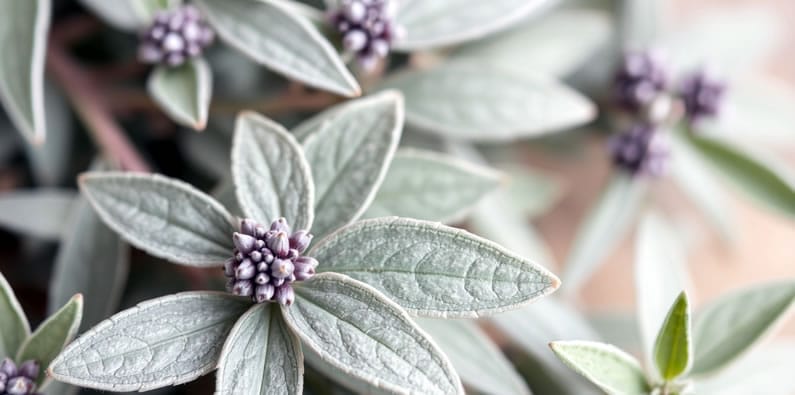 Salbei für die Hausapotheke mit Blüten